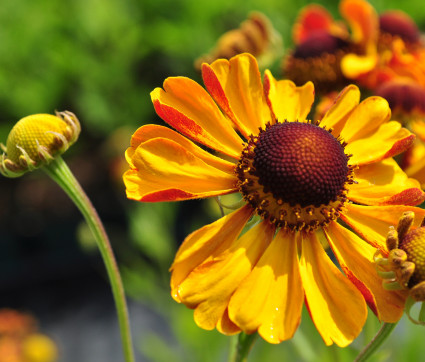 Helenium Hybride 'El Dorado' – Sonnenbraut