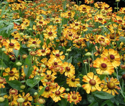 Helenium Hybride 'Rauchtopas' – Sonnenbraut