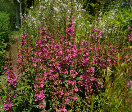 Lythrum salicaria 'Robert' – Blut-Weiderich