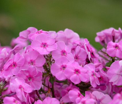 Phlox amplifolia 'Minnehaha'