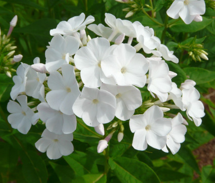 Phlox amplifolia 'Waupee' 