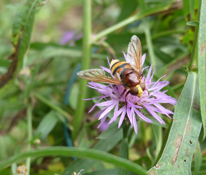 Centaurea scabiosa