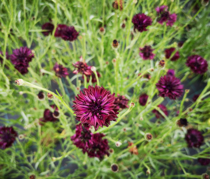 Centaurea cyanus 'Black Ball'