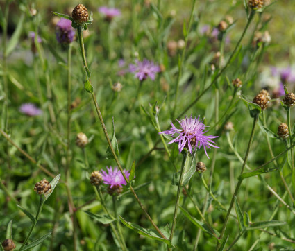 Centaurea jacea