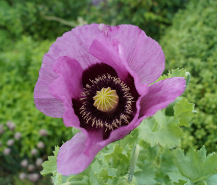 Auch er ist ein pflanzengewordener Regelverstoß: Der Schlafmohn.