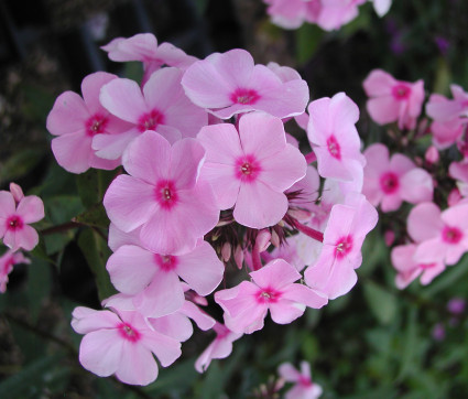 Phlox paniculata 'Landhochzeit' – Hoher Sommer-Phlox