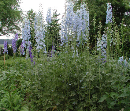 Delphinium Elatum-Hybride 'Berghimmel' – Hoher Rittersporn