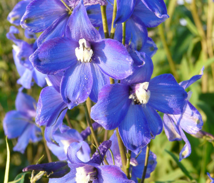 Delphinium Elatum-Hybride 'Sternennacht' – Hoher Rittersporn