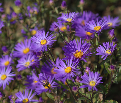 Aster amellus 'Veilchenkönigin' – Berg-Aster, Sommer-Aster