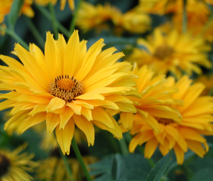 Heliopsis helianthoides var. scabra 'Spitzentänzerin' – Sonnenauge