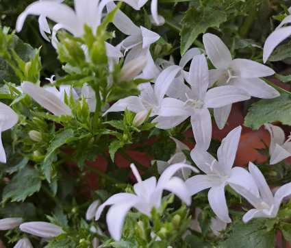 Campanula portenschlagiana 'Silberregen' – Teppich-Glockenblume