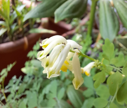 Corydalis ochroleuca – Hellgelber Lerchensporn