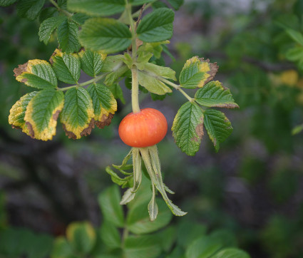 Rosa rugosa