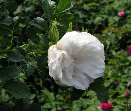 Rosa rugosa 'Blanc Double de Coubert' – Kartoffel-Rose