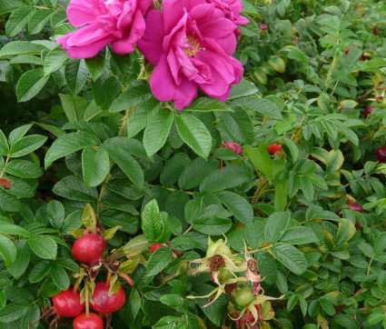 Rosa rugosa 'Roseraie de l'Hay' – Kartoffel-Rose