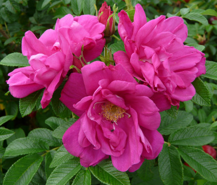 Rosa rugosa 'Roseraie de l'Hay' – Kartoffel-Rose