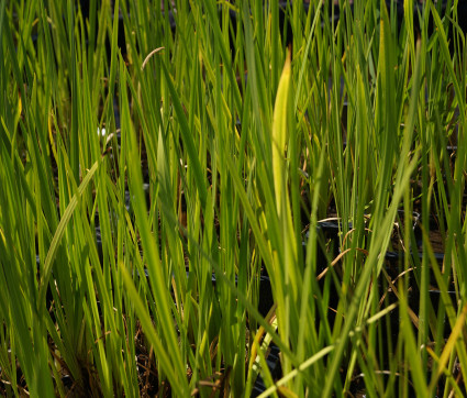 Acorus calamus – Kalmus