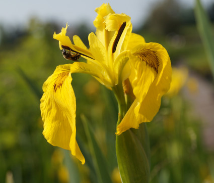 Iris pseudacorus – Gelbe Sumpf-Schwertlilie