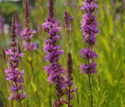 Lythrum salicaria – Blut-Weiderich