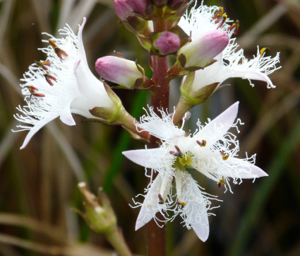 Menyanthes trifoliata – Fieberklee, Bitterklee