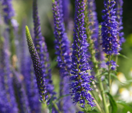 Veronica longifolia 'Dark Maetje'