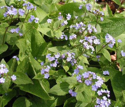 Brunnera macrophylla – Kaukasusvergissmeinnicht