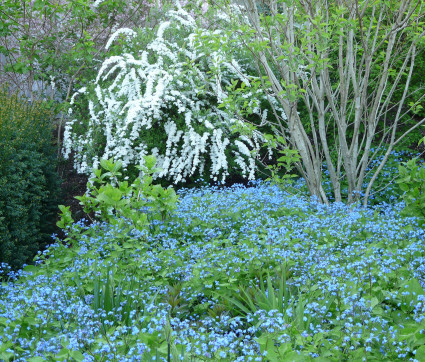 Brunnera macrophylla – Kaukasusvergissmeinnicht