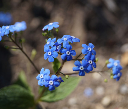 Brunnera macrophylla – Kaukasusvergissmeinnicht