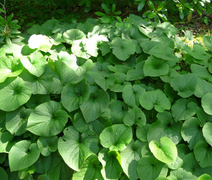 Brunnera macrophylla – Kaukasusvergissmeinnicht