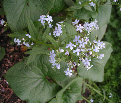 Brunnera sibirica