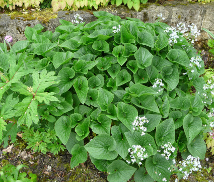 Brunnera sibirica