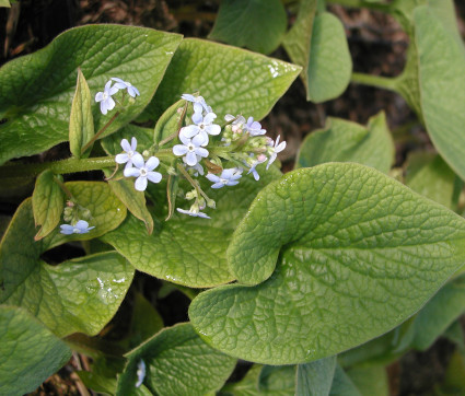 Brunnera sibirica