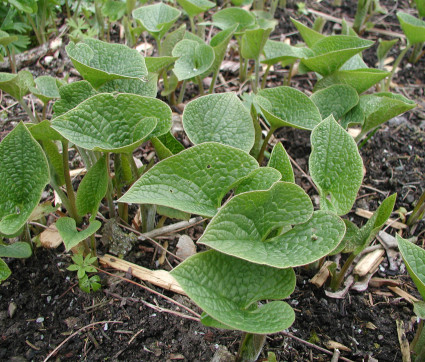 Brunnera sibirica