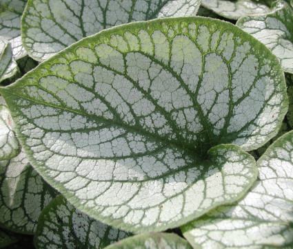 Brunnera macrophylla 'Jack Frost' ® – Silbriges Kaukasusvergissmeinnicht