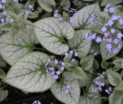 Brunnera macrophylla 'Jack Frost' ® – Silbriges Kaukasusvergissmeinnicht