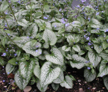 Brunnera macrophylla 'Jack Frost' ® – Silbriges Kaukasusvergissmeinnicht