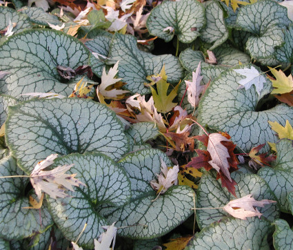 Brunnera macrophylla 'Jack Frost' ® – Silbriges Kaukasusvergissmeinnicht