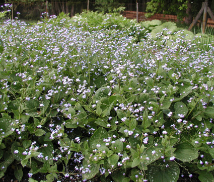 Brunnera macrophylla 'Langtrees' – Geflecktes Kauskasusvergissmeinnicht