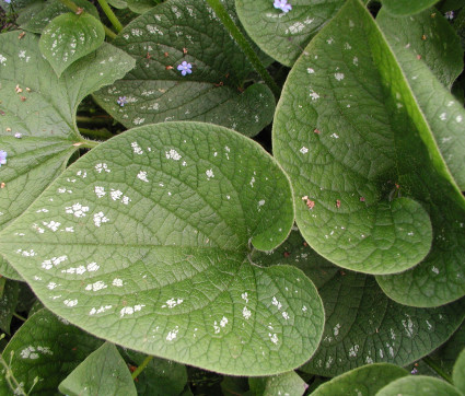 Brunnera macrophylla 'Langtrees' – Geflecktes Kauskasusvergissmeinnicht