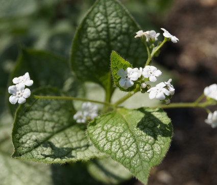 Brunnera macrophylla 'Mr. Morse' ® – Silbriges Kaukasusvergissmeinnicht