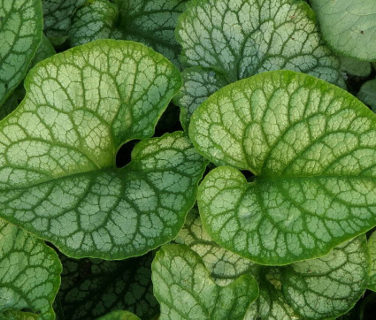 Brunnera macrophylla 'Mr. Morse' ® – Silbriges Kaukasusvergissmeinnicht