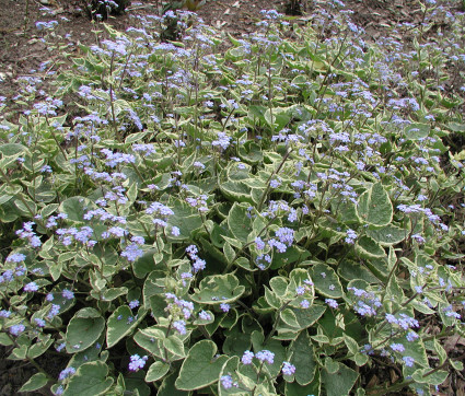 Brunnera macrophylla 'Hadspen Cream' – Gelbbuntes Kaukasusvergissmeinnicht