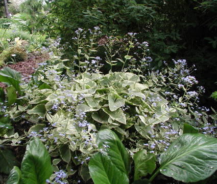 Brunnera macrophylla 'Hadspen Cream' – Gelbbuntes Kaukasusvergissmeinnicht