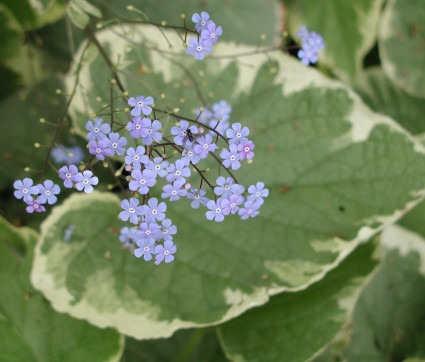 Brunnera macrophylla 'Hadspen Cream' – Gelbbuntes Kaukasusvergissmeinnicht