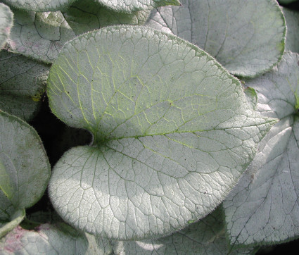 Brunnera macrophylla 'Looking Glass' ® – Silbriges Kaukasusvergissmeinnicht