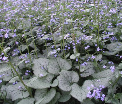 Brunnera macrophylla 'Looking Glass' ® – Silbriges Kaukasusvergissmeinnicht