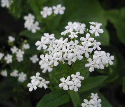 Brunnera macrophylla 'Betty Bowring' – Weißes Kaukasusvergissmeinnicht