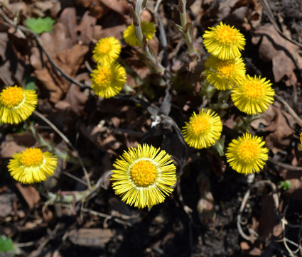 Tussilago farfara – Huflattich