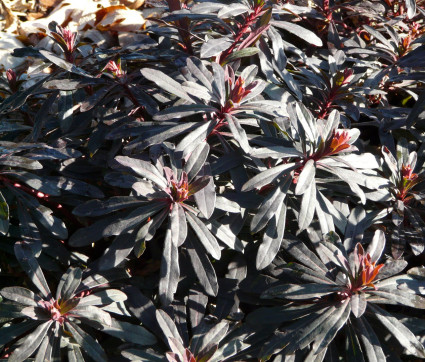 Euphorbia amygdaloides 'Purpurea'