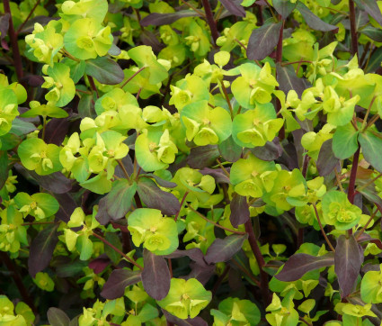 Euphorbia amygdaloides 'Purpurea'